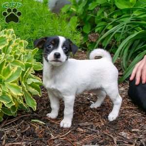 Poinsetta, Jack-A-Ranian Puppy